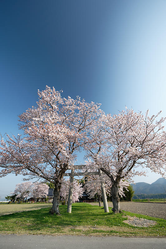 2022年京都の桜巡りと気球@亀岡 若宮神社_f0032011_17292167.jpg