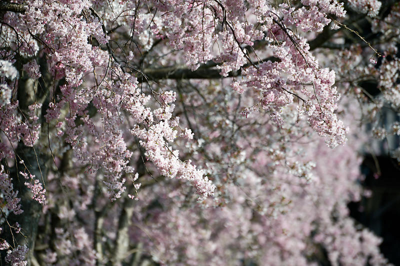 2022年京都の桜巡りと気球@亀岡 若宮神社_f0032011_17292239.jpg