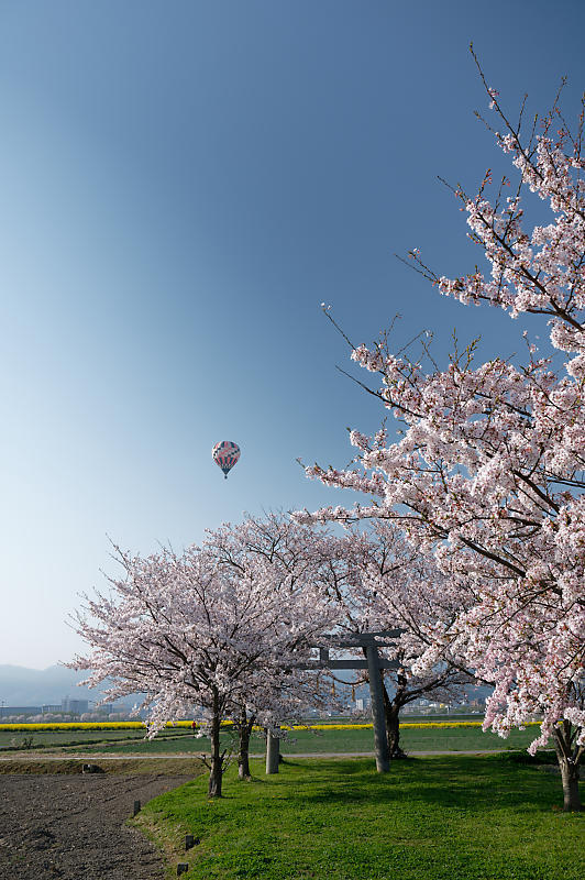 2022年京都の桜巡りと気球@亀岡 若宮神社_f0032011_17292244.jpg