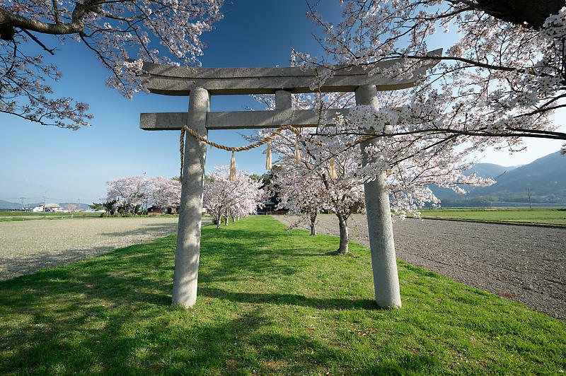 2022年京都の桜巡りと気球@亀岡 若宮神社_f0032011_17292263.jpg
