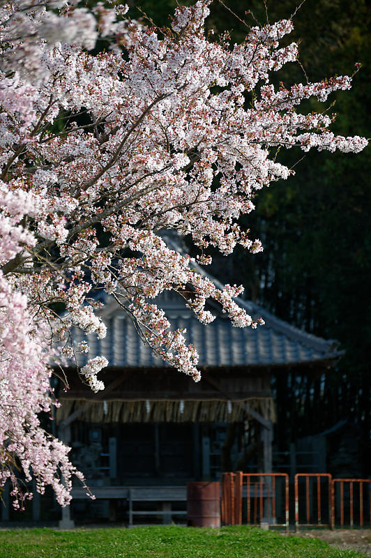 2022年京都の桜巡りと気球@亀岡 若宮神社_f0032011_17292290.jpg