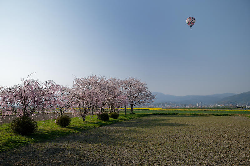2022年京都の桜巡りと気球@亀岡 若宮神社_f0032011_17302155.jpg
