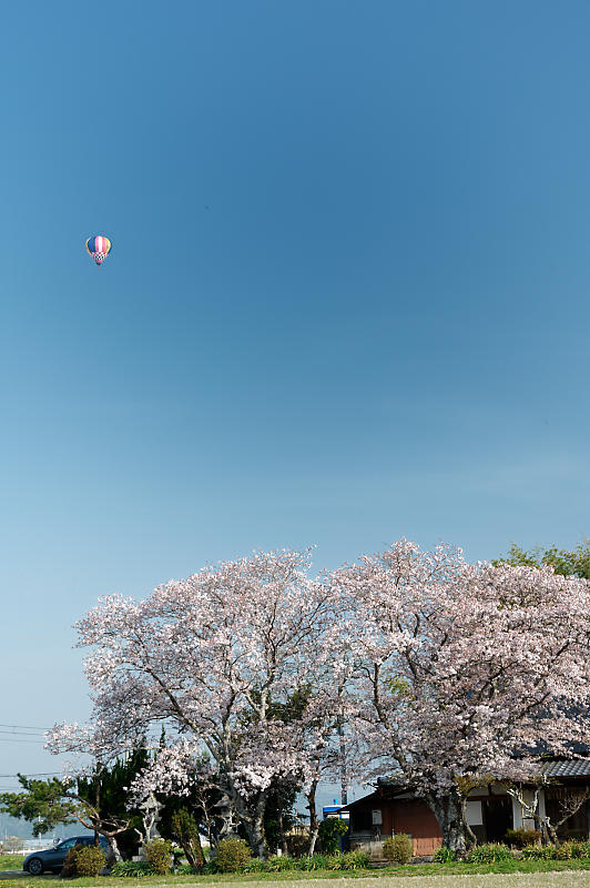 2022年京都の桜巡りと気球@亀岡 若宮神社_f0032011_17302243.jpg