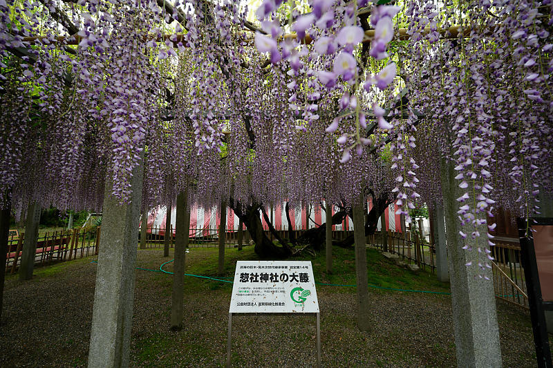 咲き急ぐ花達 藤@滋賀県 惣社神社&志那神社_f0032011_19241608.jpg