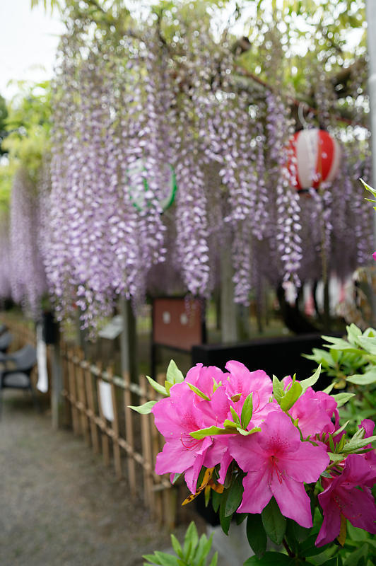 咲き急ぐ花達 藤@滋賀県 惣社神社&志那神社_f0032011_19241610.jpg