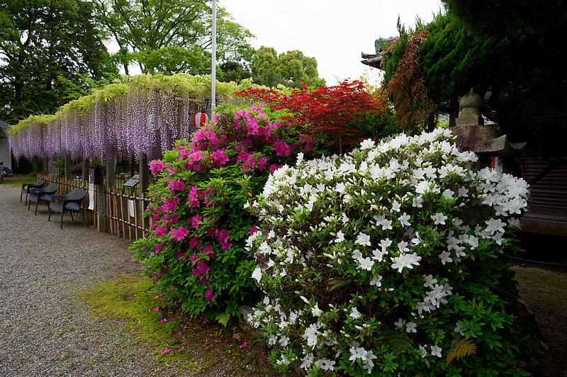 咲き急ぐ花達 藤@滋賀県 惣社神社&志那神社_f0032011_19241642.jpg