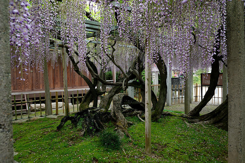 咲き急ぐ花達 藤@滋賀県 惣社神社&志那神社_f0032011_19241715.jpg