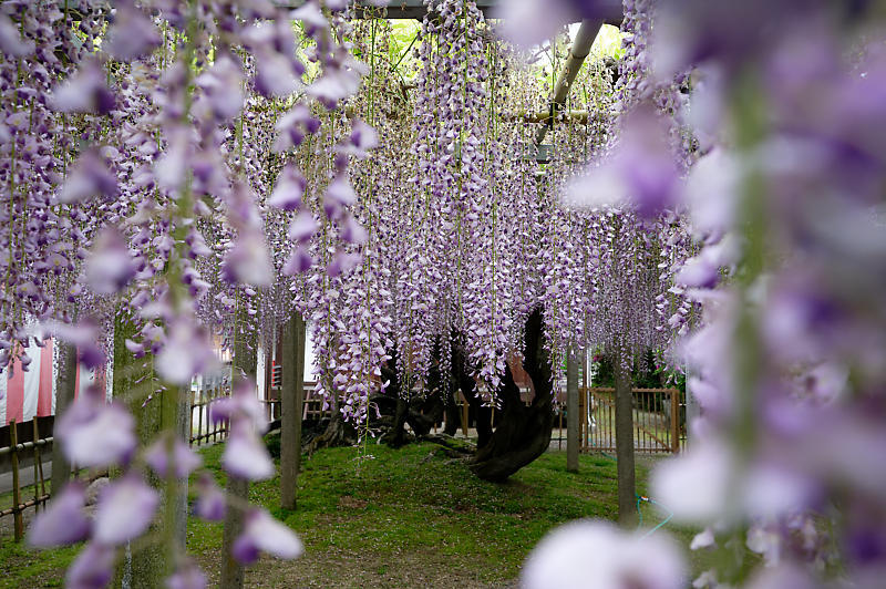 咲き急ぐ花達 藤@滋賀県 惣社神社&志那神社_f0032011_19241722.jpg