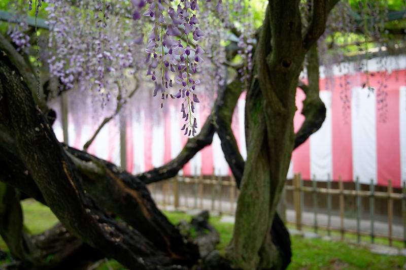 咲き急ぐ花達 藤@滋賀県 惣社神社&志那神社_f0032011_19241726.jpg