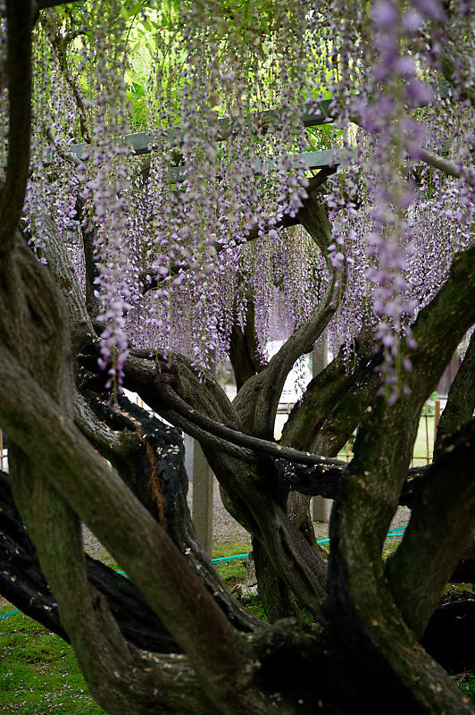 咲き急ぐ花達 藤@滋賀県 惣社神社&志那神社_f0032011_19241795.jpg