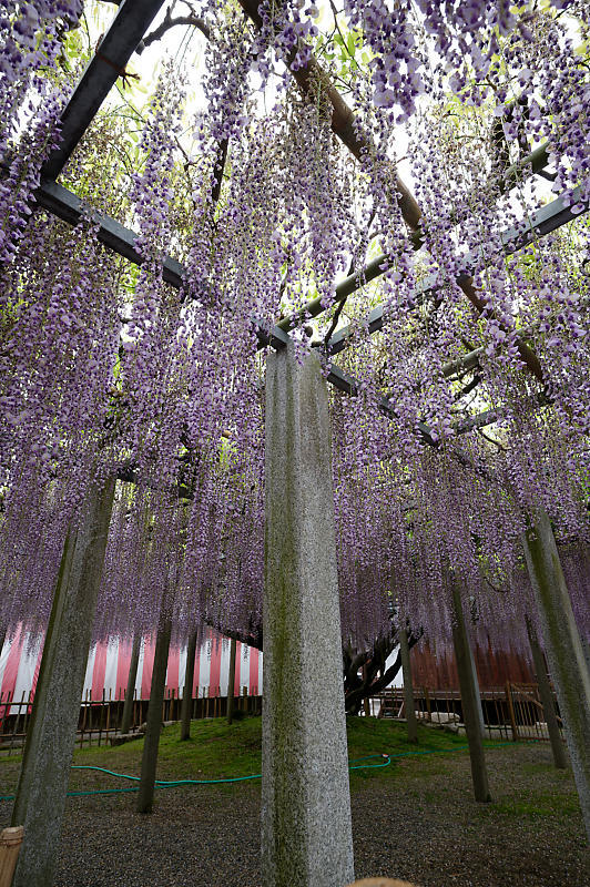 咲き急ぐ花達 藤@滋賀県 惣社神社&志那神社_f0032011_19241798.jpg