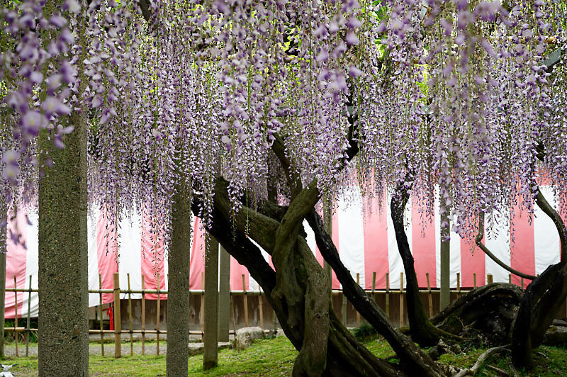 咲き急ぐ花達 藤@滋賀県 惣社神社&志那神社_f0032011_19261962.jpg
