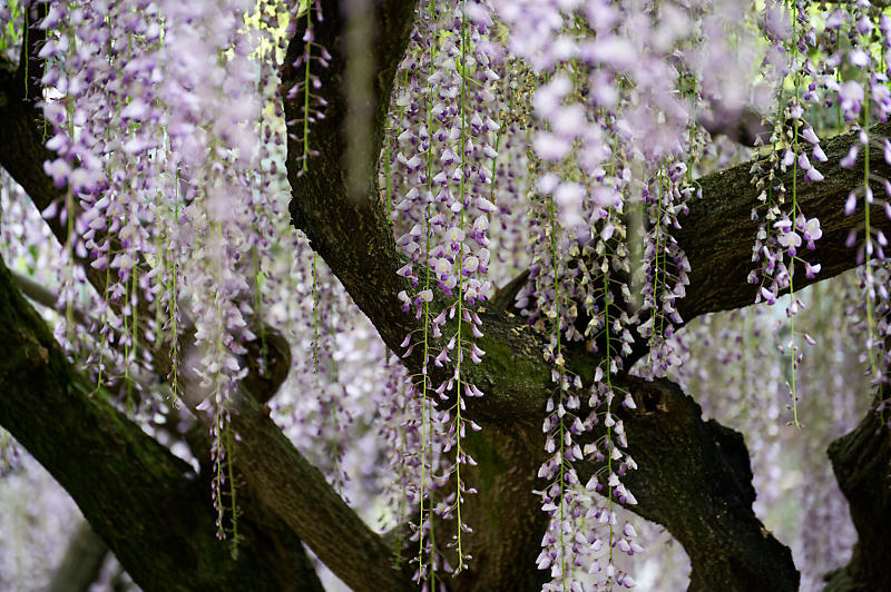 咲き急ぐ花達 藤@滋賀県 惣社神社&志那神社_f0032011_19262070.jpg