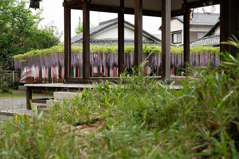 咲き急ぐ花達 藤@滋賀県 惣社神社&志那神社_f0032011_19262074.jpg