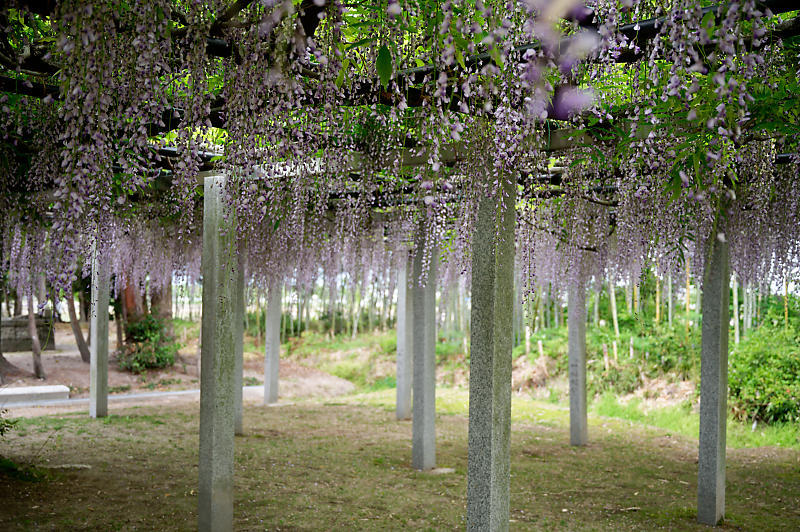 咲き急ぐ花達 藤@滋賀県 惣社神社&志那神社_f0032011_19272031.jpg