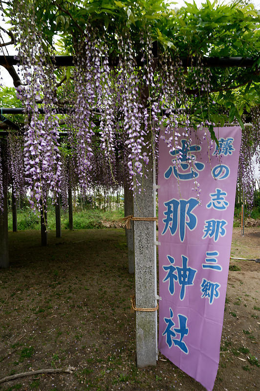 咲き急ぐ花達 藤@滋賀県 惣社神社&志那神社_f0032011_19272034.jpg