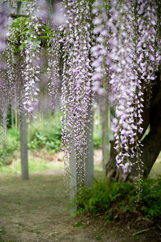 咲き急ぐ花達 藤@滋賀県 惣社神社&志那神社_f0032011_19272036.jpg