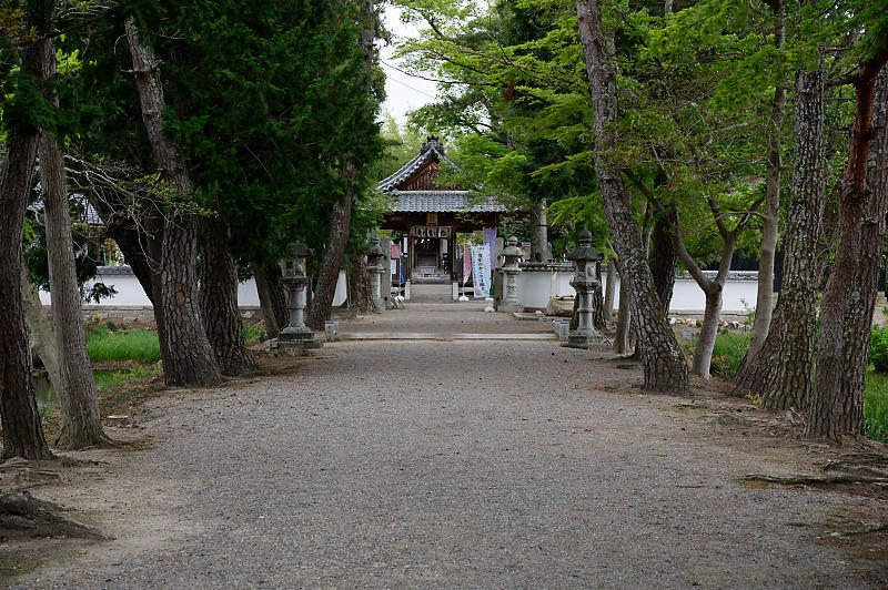 咲き急ぐ花達 藤@滋賀県 惣社神社&志那神社_f0032011_19272093.jpg