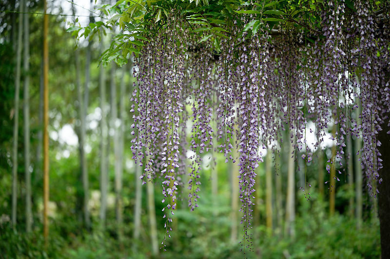 咲き急ぐ花達 藤@滋賀県 惣社神社&志那神社_f0032011_19272097.jpg