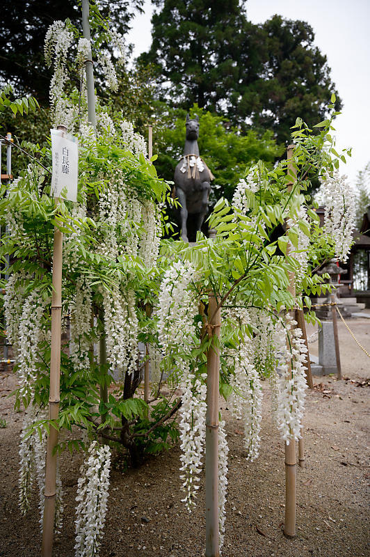 咲き急ぐ花達 藤@滋賀県 惣社神社&志那神社_f0032011_19290933.jpg