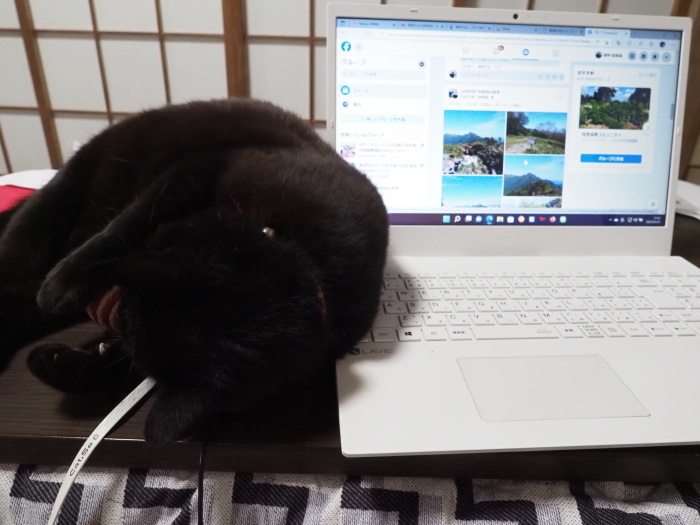 パソコンを枕にする、くうちゃん_c0116915_22323169.jpg