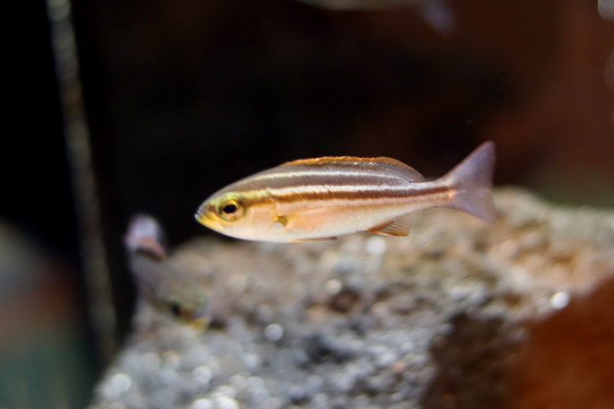 赤ちゃん水族館 養殖 赤ちゃんゾーン ヒラメとイサキの幼魚 ヨコハマおもしろ水族館 続々 動物園ありマス