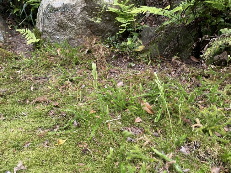 初夏の望桜荘_f0076731_18074815.jpg