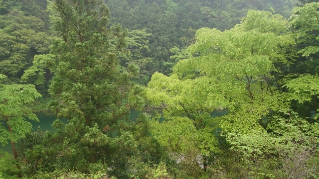 西国撮影巡礼の旅 4月29日 高知県 仁淀川町~愛媛県 面河渓_f0050534_18095707.jpg