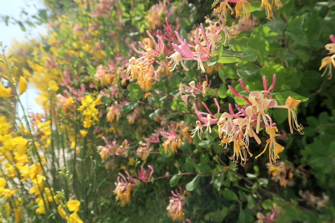 日の光まぶしく花咲く山に雹と雷雨_f0234936_23011958.jpg