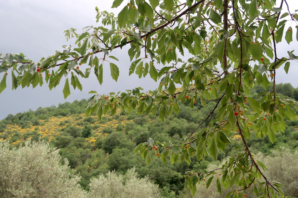 日の光まぶしく花咲く山に雹と雷雨_f0234936_23070003.jpg