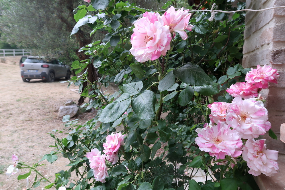 日の光まぶしく花咲く山に雹と雷雨_f0234936_23095247.jpg