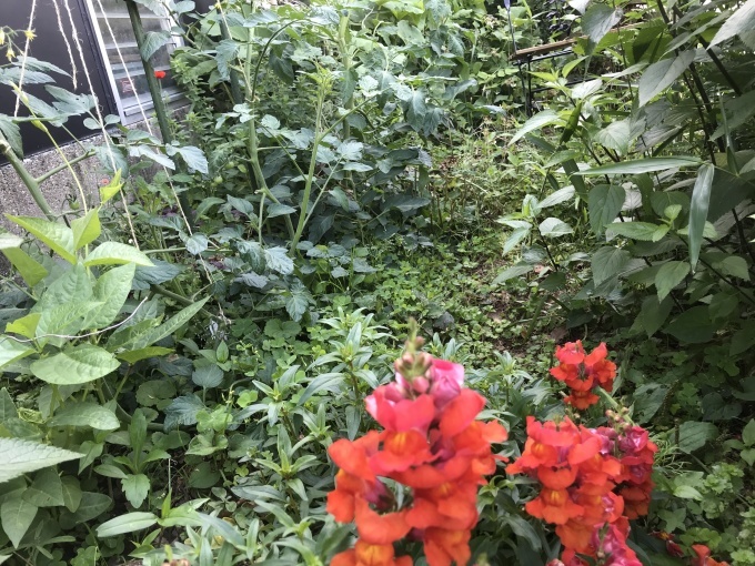 田舎の日曜日_d0101846_06412170.jpeg