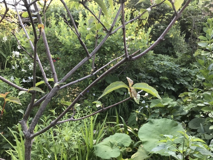 田舎の日曜日_d0101846_06420225.jpeg