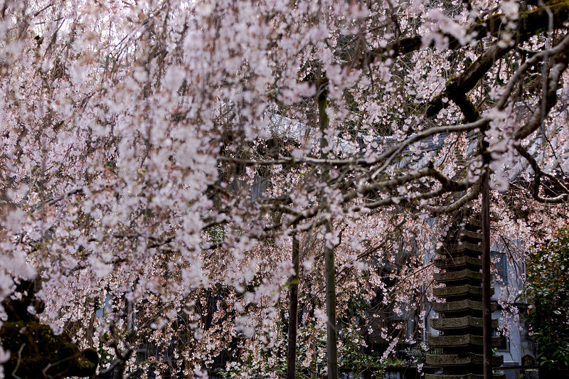 22桜咲く奈良 しだれ桜散る専称寺 花景色 K W C Photoblog