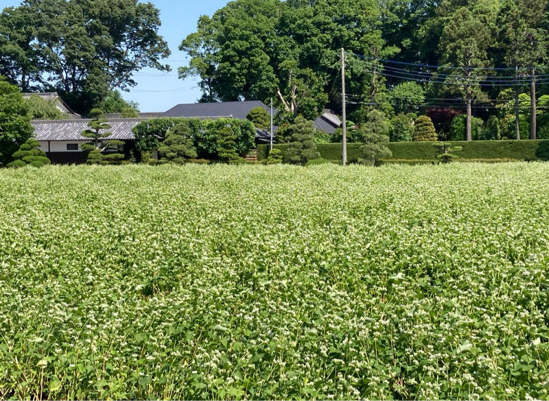 暑いのもいい_a0394451_15285474.jpg