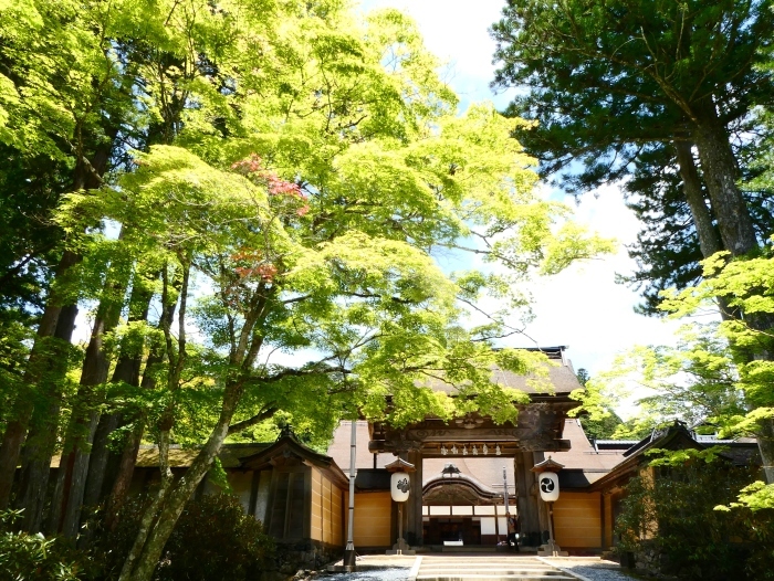 　　新緑の高野山　　２０２３-０５-１８　００：００_b0093754_16281434.jpg