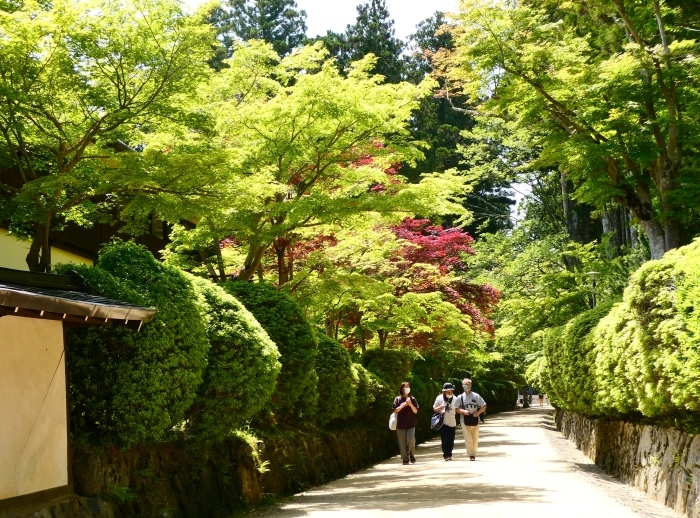 　　新緑の高野山　　２０２３-０５-１８　００：００_b0093754_16285482.jpg