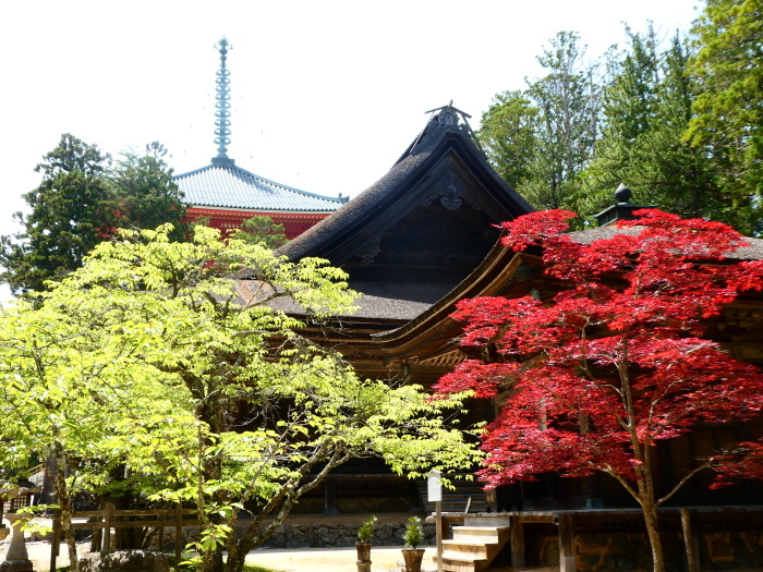 　　新緑の高野山　　２０２３-０５-１８　００：００_b0093754_16300079.jpg