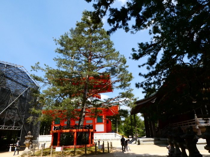 　　新緑の高野山　　２０２３-０５-１８　００：００_b0093754_16305891.jpg