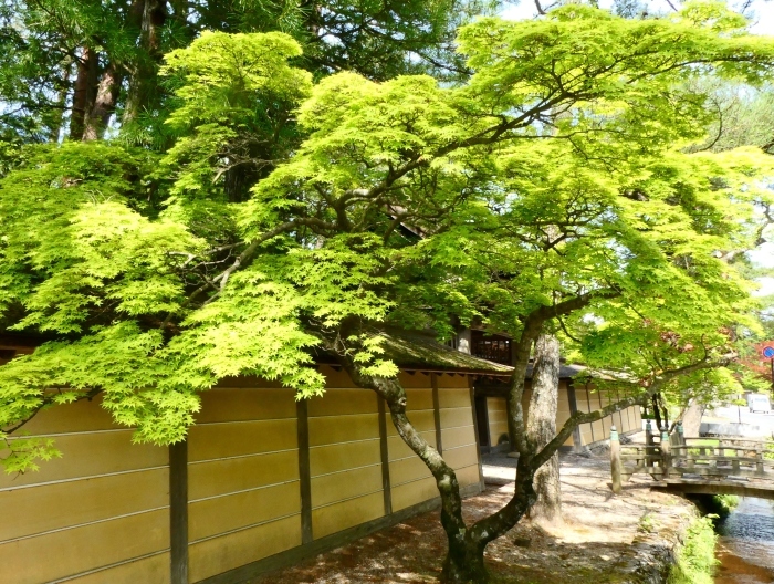 　　新緑の高野山　　２０２３-０５-１８　００：００_b0093754_16320228.jpg
