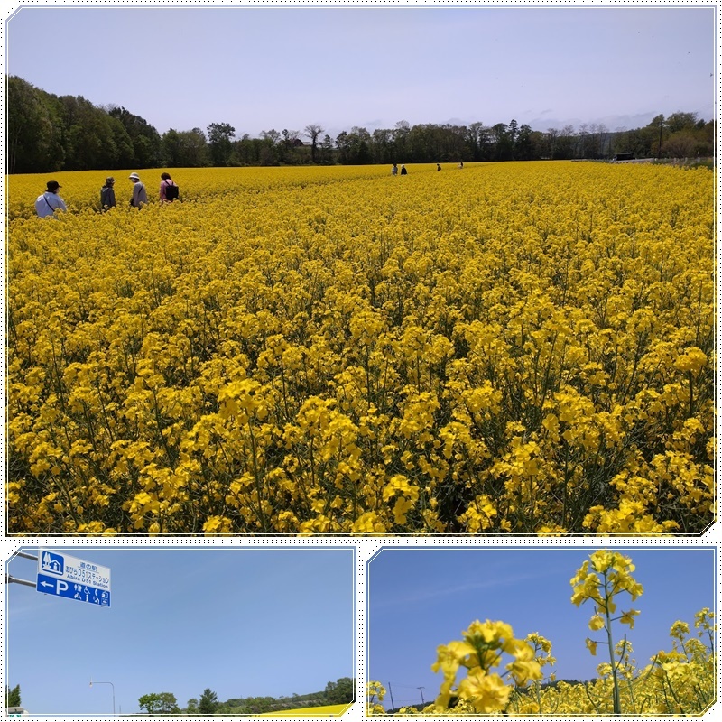 安平町 道の駅と菜の花畑 気ままな食いしん坊日記２