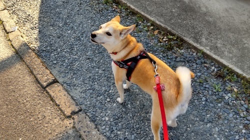 保育園ブログ🥰_f0357682_13184473.jpg