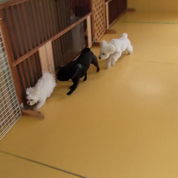 保育園ブログ🥰_f0357682_16394771.png