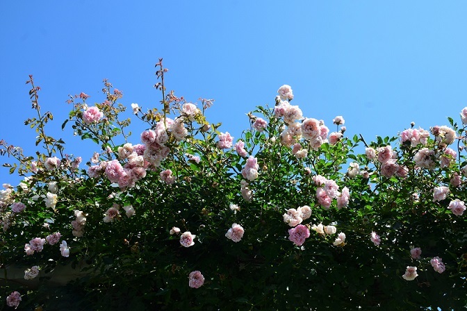 遅咲きのバラと花殻摘み バラとハーブのある暮らし Salon De Roses 遅咲きのバラと花殻摘み バラとハーブのある暮らし Salon De Roses
