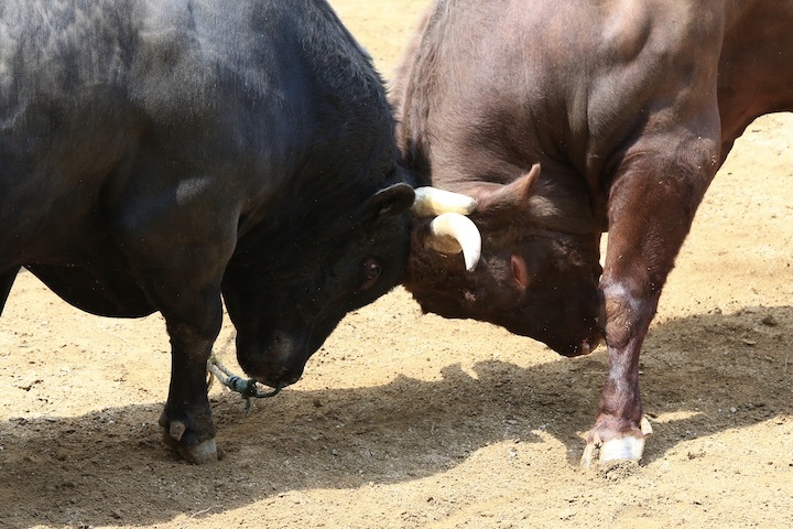 5/22 山古志闘牛 文平-柿乃花威風堂々 後編_b0016600_22515829.jpeg