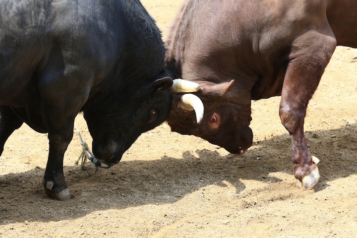 5/22 山古志闘牛 文平-柿乃花威風堂々 後編_b0016600_22521947.jpeg