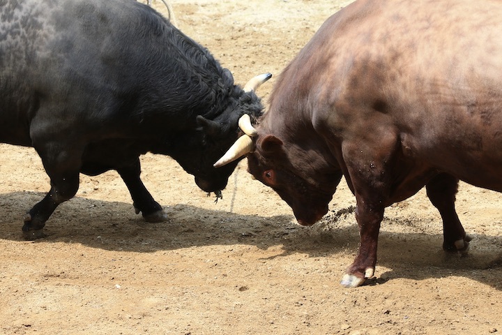 5/22 山古志闘牛 文平-柿乃花威風堂々 後編_b0016600_22523761.jpeg