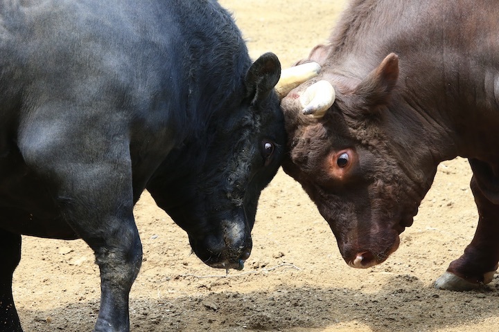5/22 山古志闘牛 文平-柿乃花威風堂々 後編_b0016600_22533103.jpeg