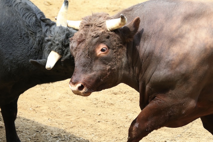 5/22 山古志闘牛 文平-柿乃花威風堂々 後編_b0016600_22543171.jpeg