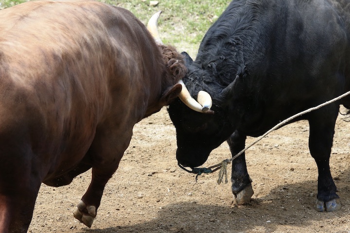 5/22 山古志闘牛 文平-柿乃花威風堂々 後編_b0016600_22545277.jpeg